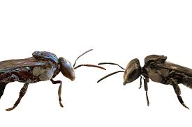 Image result for Tetracera boiviniana