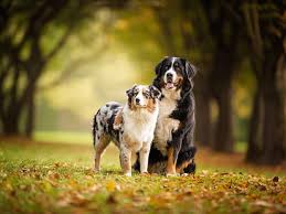 Check spelling or type a new query. Hd Wallpaper Dogs Australian Shepherd Bernese Mountain Dog Pet Wallpaper Flare