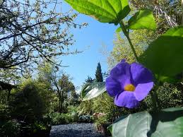 Les Jardins De La Boirie Jardins Ile D Oleron Oleron