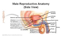 View of internal organs wellcome l0041278.jpg 2,848 × 4,288; Male Reproductive Anatomy Front View Seminal Vesicle Behind