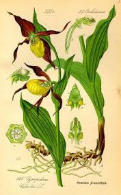 Flora Von Deutschland österreich Und Der Schweiz 1885 Pdf Lady S Slipper Orchid Kuldking Cypripedium Calceolus By Otto Wilhelm Thome From Flora Von Deutsc Botanical Illustration Botanical Drawings Botanical Poster