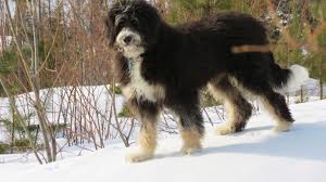 Bernedoodle Info Temperament Training Diet Puppies Pictures