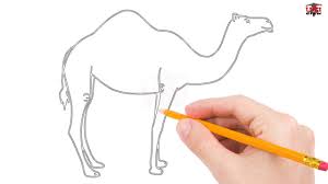 In the end, you should have a rough draft of the camel's whole body. How To Draw A Camel Step By Step Easy For Beginners Kids Simple Camels Drawing Tutorial Youtube