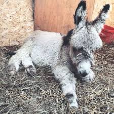 Our Adorable Litte Ben Animals Beautiful Cute Donkey Baby Animals