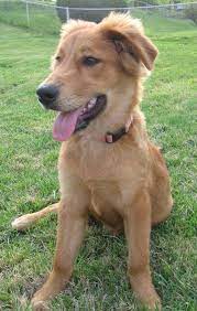 Border Collie X Golden Retriever Puppies For Sale Off 56 Www Usushimd Com