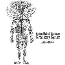 Vector Art Of Circulatory System Antique Medical Illustration Medical Drawings Medical Illustration Human Figure Drawing