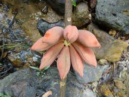 Image result for Cola chlamydantha