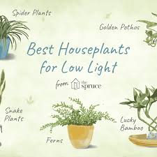 Full shade or low light: All About Rare Plant Uncommon Plant Unique Plant And Others Indoor Plants Low Light Australia