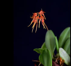 Image result for Bulbophyllum kivuense