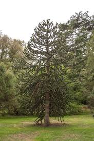 Image result for Arauk rie Araucaria