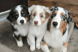 Shepherd Australia Australien Berger Chiennes Australia Australien B Avustralya Coban Kopegi Sevimli Hayvan Yavrulari Komik Kopek Fotograflari