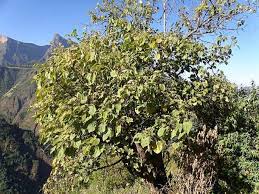 Image result for Dombeya torrida
