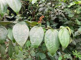 Image result for Piper guineense