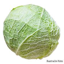 Image result for hlávková kapusta