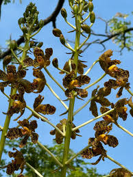 Image result for Orthochilus nuttii