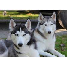 Cavalier king charles spaniel puppies for sale. Snofall Siberians Siberian Husky Breeder South East Melbourne Vic