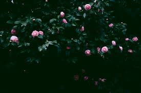 Browse our beautiful selection of cool dark wallpapers. 5255286 5237x3496 Dark Bud Creative Commons Images Flower Wallpaper Bloom Green Camelium Blossom Nature Pink Tree Leaf Camelia Cool Wallpapers For Me