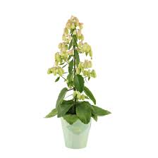 In fact, overwatering is one of the primary reasons for these plants' untimely death. Kalanchoe Kalanchoe Zauberglocke Florastore
