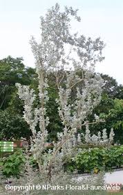 Image result for Conocarpus erectus