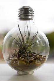 Light Bulb Terrarium Modern Design Meets Nature Light Bulb Terrarium Diy Light Bulb Terrarium Diy Light Bulb