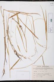 Image result for Cyphia lasiandra