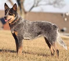 Choose your favorite blue heeler paintings from 142 available designs. Australian Cattle Dog Vs Blue Heeler What S The Difference Cattle Dog World