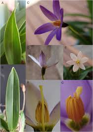 Image result for Velloziaceae