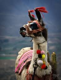 Pin By Carol Davis On Camelids Make Me Smile Animals Beautiful Llama Cute Animals