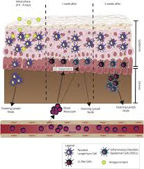 Keratinocytes are the predominant cell type of epidermis and originate in the basal layer, produce keratin, and are responsible for the formation of the epidermal water barrier by making and secreting. Frontiers Uncovering The Mysteries Of Langerhans Cells Inflammatory Dendritic Epidermal Cells And Monocyte Derived Langerhans Cell Like Cells In The Epidermis Immunology
