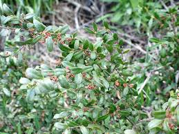 Image result for Phyllanthus paxii