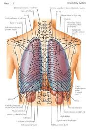 The broad coastal surface of the lungs is pressed against the rib cage, while the smaller mediastinal surface faces medially. Topography Of The Lungs Posterior View The Apex Of The Lung Extends As Far Superiorly As The Vertebral End Of The ï¬rst Rib A In 2021 Lunges Apex Of Lung Lung Anatomy