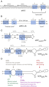 Integrons as Adaptive Devices