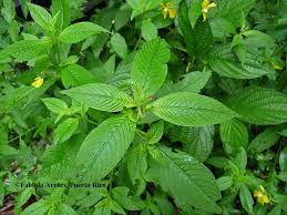 Image result for Ludwigia octovalvis