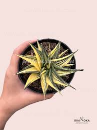 Image result for Haworthia limifolia