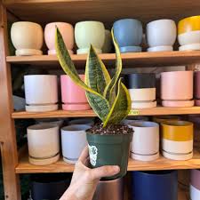 Image result for Tristachya superba