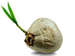 Maybe you would like to learn more about one of these? Planting Coconut Palms Growing Coconut Trees From Coconuts