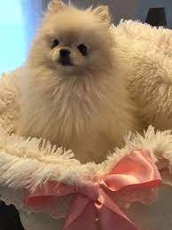Pin By Malgorzata Czarkowska On It S A Pom S Life Pomeranian Puppy World Cutest Dog Puppies