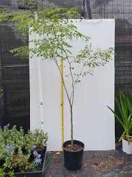 Image result for Caesalpinia ferrea