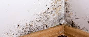 Moisissures Dans La Maison Comment Les Reperer Ecohabitation