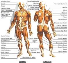 But if you pay attention to those names, you'll find that they are. 57 Names Of Muscles Ideas Muscle Anatomy Anatomy And Physiology Body Anatomy