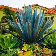 Image result for Agave americana