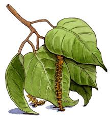 Image result for Croton longipedicellatus