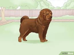 Über 7 millionen englischsprachige bücher. 3 Ways To Identify A Tibetan Mastiff Wikihow Pet