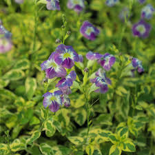 Image result for Asystasia gangetica