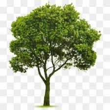 Trees are the beautiful gift of the god almighty. Elm Tree Photoshop Design Tree Photoshop Photoshop Small Tree Hd Png Download 800x1107 3478660 Pngfind