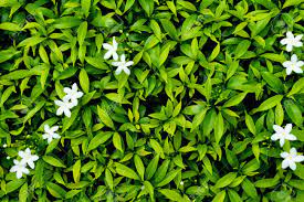 While their small stature may make them difficult to tell apart, their potential to cause the white flys are on my flower plants they will kill my plants. Green Leaf With White Tiny White Flower Can Use For Background Stock Photo Picture And Royalty Free Image Image 87515909