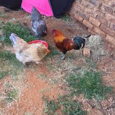After that infringement, they banned chickens from my street. Short But Very Sweet Rooster Stories