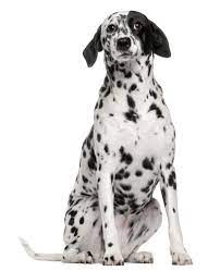Long haired dalmatian and golden retriever mix. Goldmation Dog Breed Health Temperament Training Feeding And Puppies Petguide