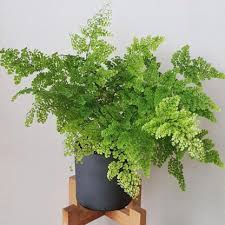 Image result for Adiantum vogelii