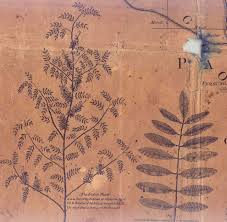 Indigo Cultivation – Florida History Online